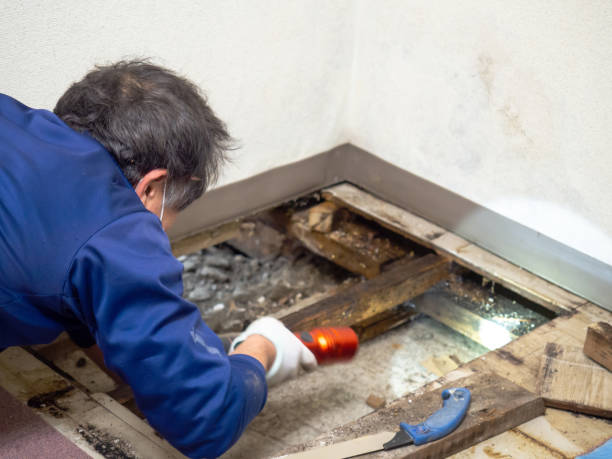 Best Office Mold Removal Services  in Fort Valley, AZ