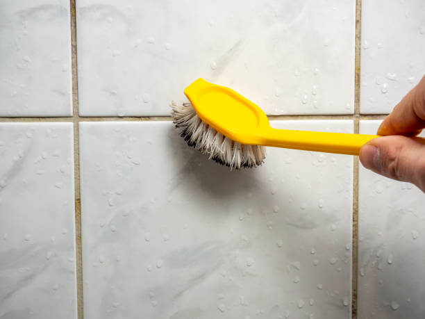 Professional Mold Removal in Fort Valley, AZ
