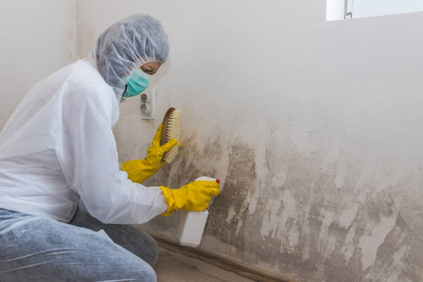 Mold Testing and Removal in Fort Valley, AZ